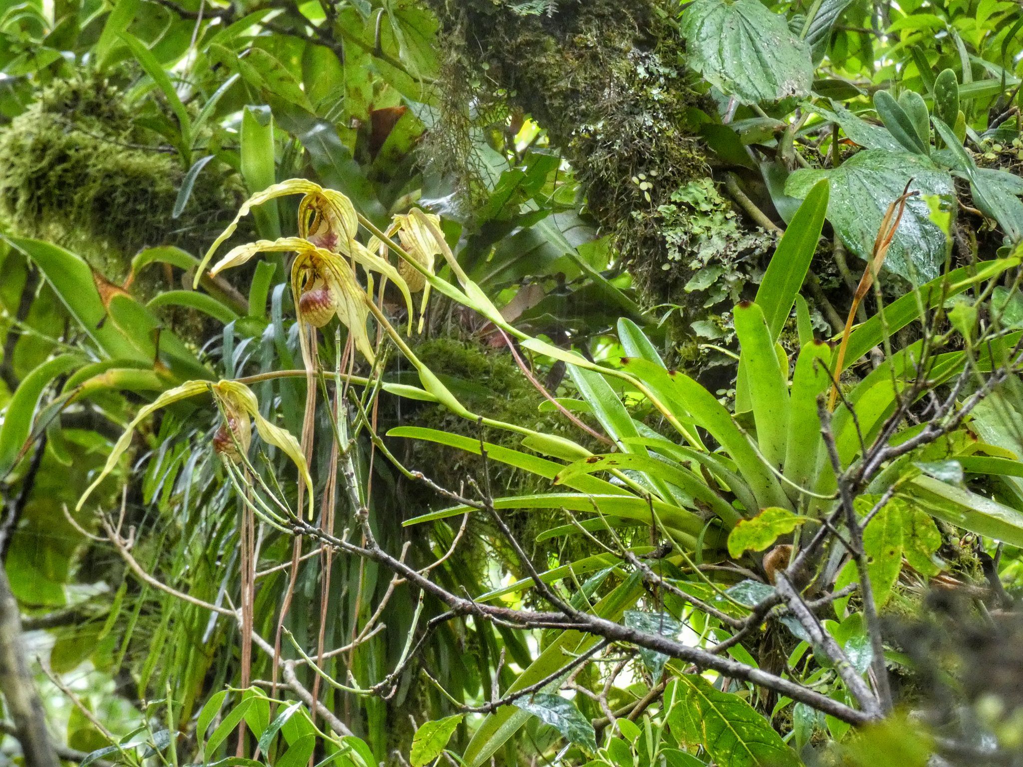 Phragmipedium exstaminodium